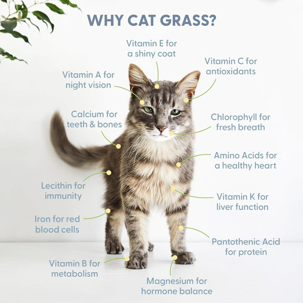 Organic Cat Grass Seed and Coco Coir Soil Disks 3 Pack P182876