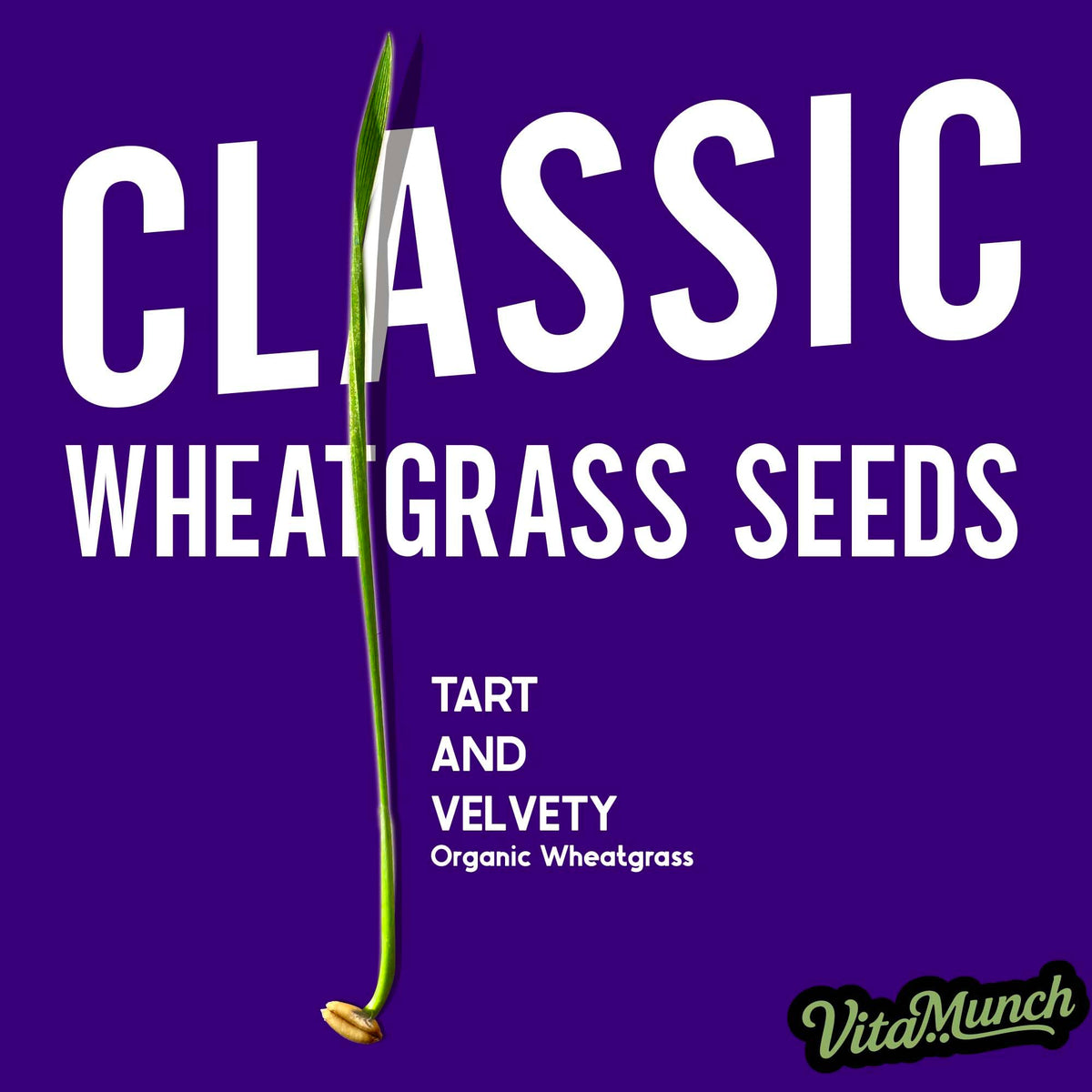 Cat Grass Seed Non-GMO Wheatgrass S7373